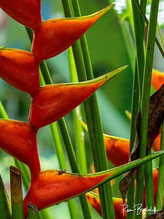 Ecocentro Danaus