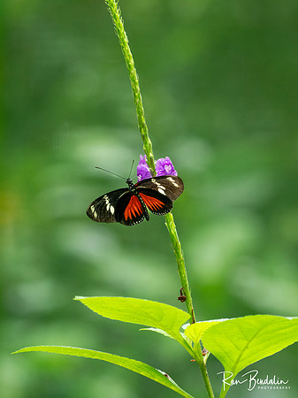 Ecocentro Danaus