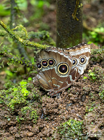 Ecocentro Danaus