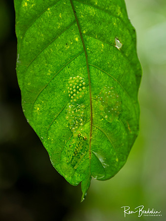 Glass Frog tending her eggs
