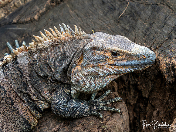 _B141383-Edit