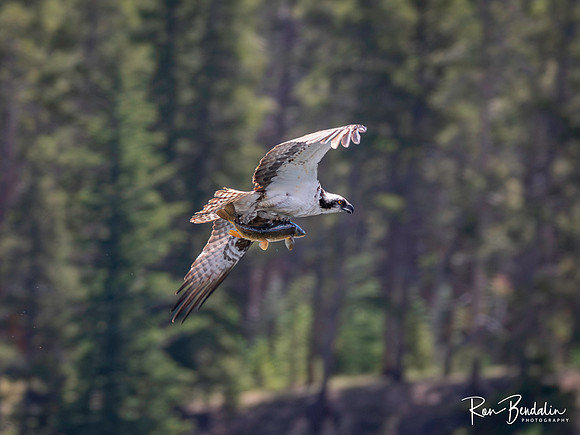 _7110942-Edit