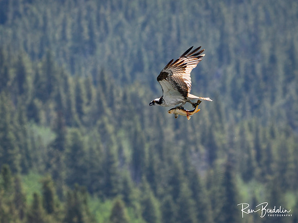 _7110974-Edit