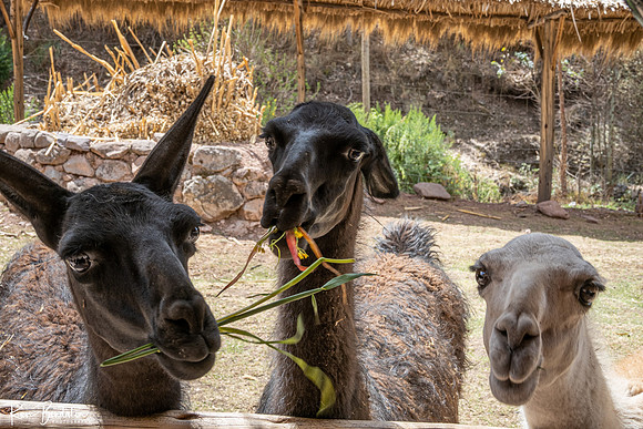 Llamas at Awana Kancha