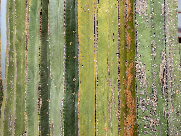 Mexico City-021326